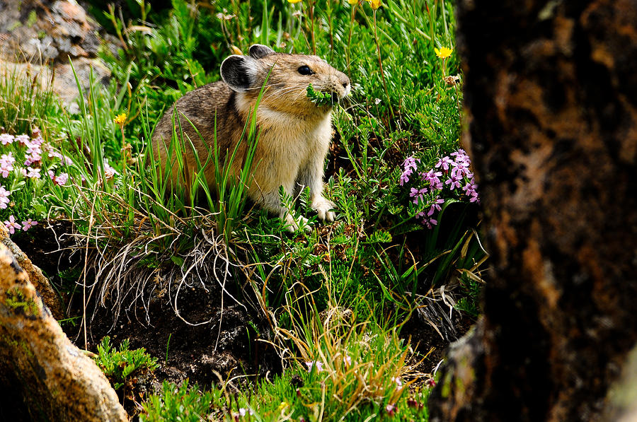 American Photograph - Grazing Pika by Don and Bonnie Fink American Photograph - Grazing Pika by Don and Bonnie Fink