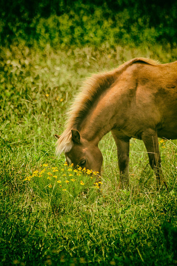 Horse Photograph - Grazing Pony by Karol Livote
