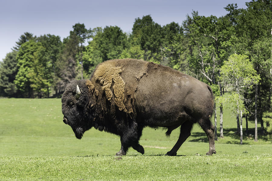 Grazing Prairie Buffalo Photograph by Josef Pittner