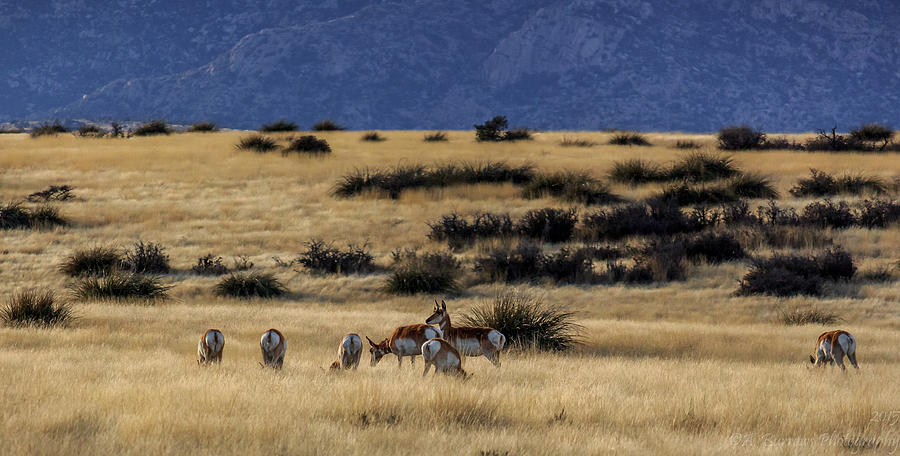 Grazing Pronghorn Photograph by Aaron Burrows