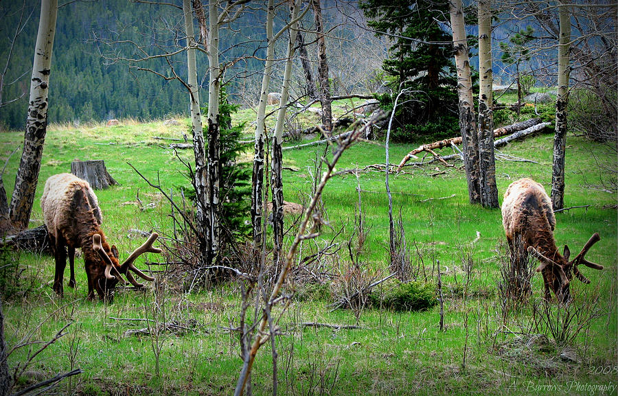 Grazing Rocky Mountain Elk Photograph by Aaron Burrows