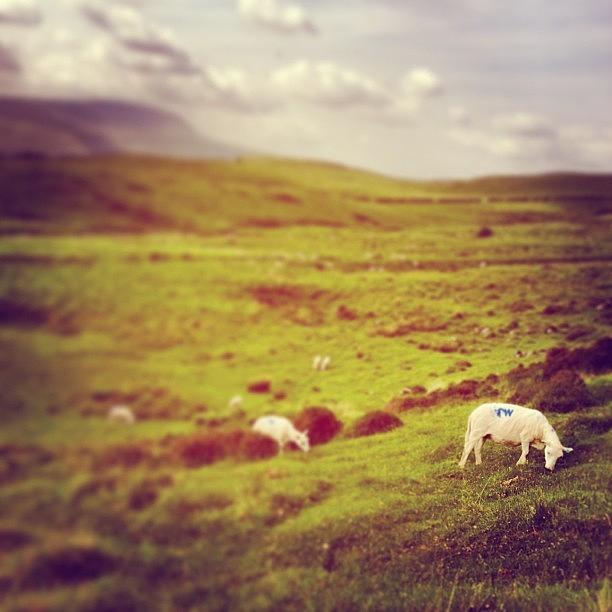 Sheep Photograph - Grazing sheep by Alex Nagle