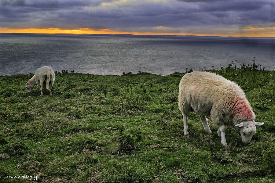 Grazing Sheep Photograph by Fran Gallogly