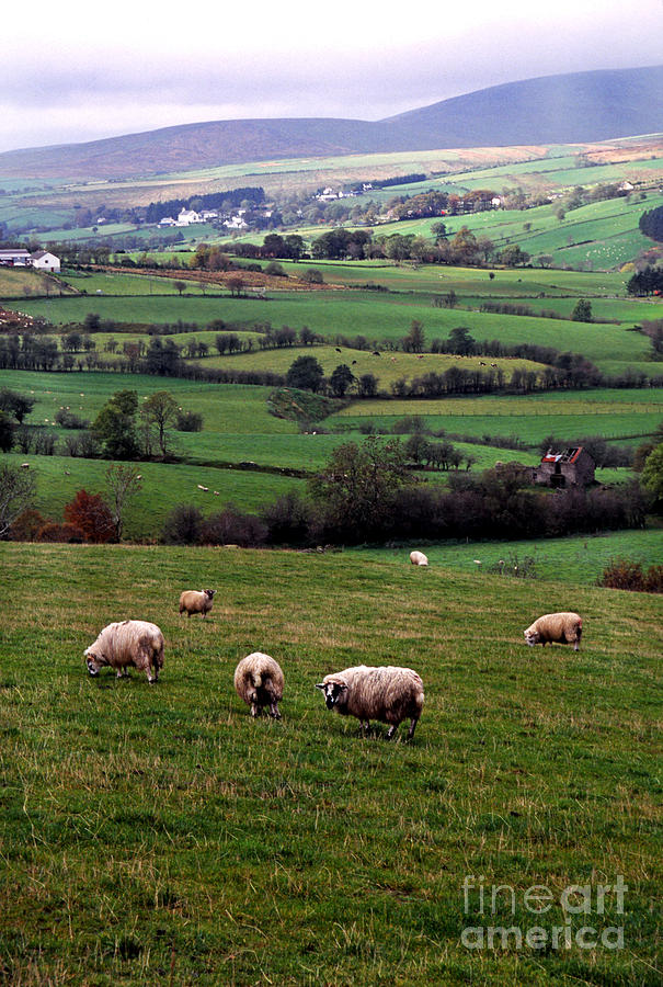 Grazing Sheep in Green Fields Photograph by Thomas R Fletcher
