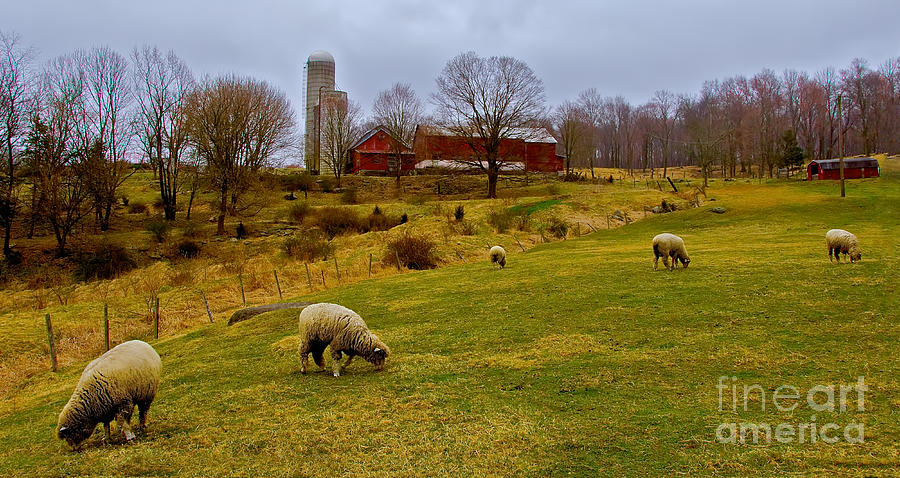 Grazing Sheep Photograph by Mark Miller