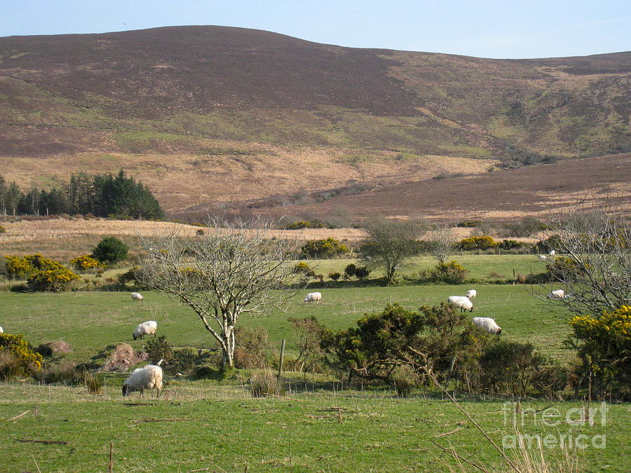 Grazing Sheep Photograph by Suzanne Oesterling