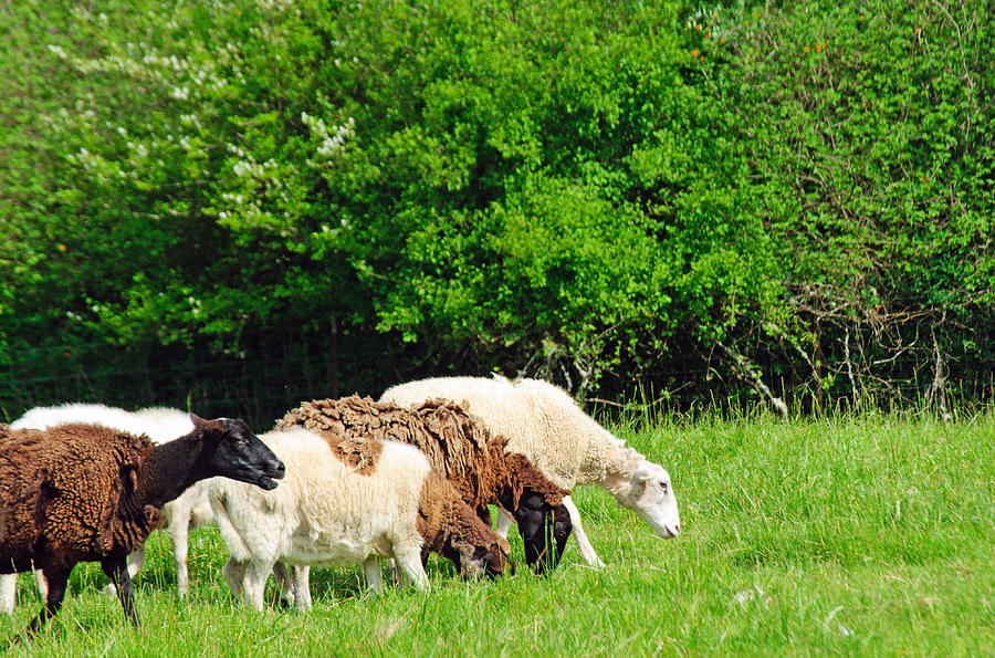Sheep Photograph - Grazing Sheep by Tikvahs Hope