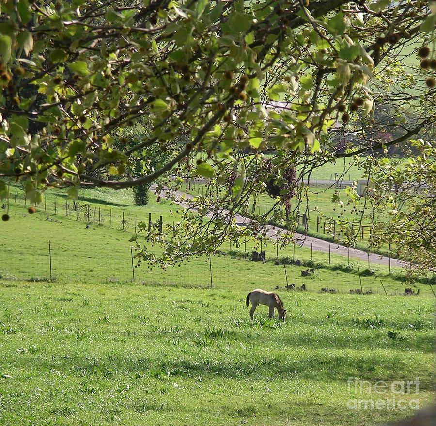 Grazing under the oak tree Photograph by Cynthia Marcopulos