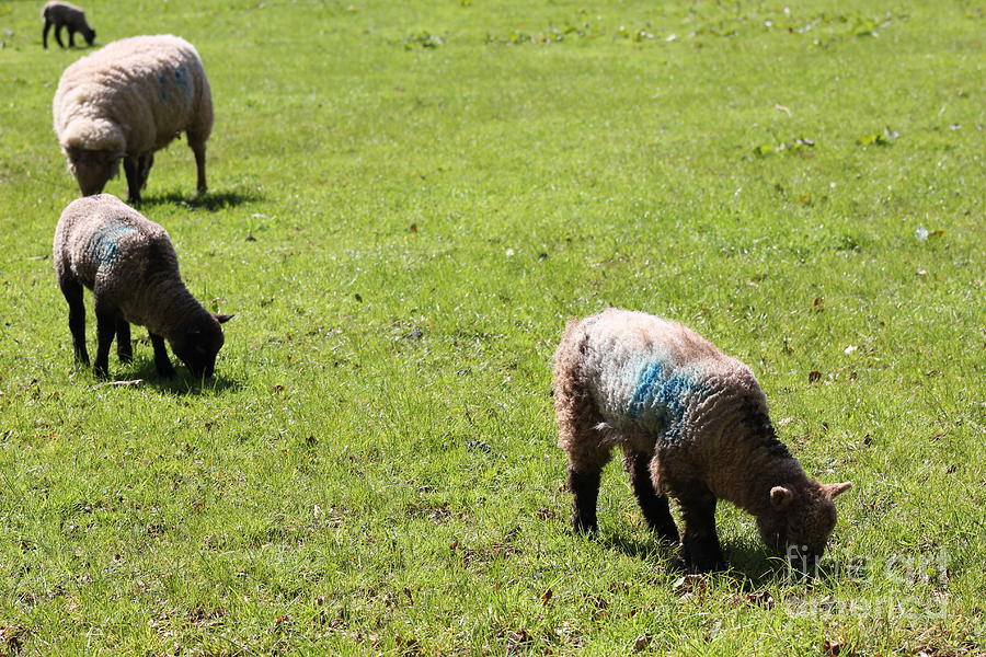 Sheep Photograph - Grazing by Vicki Spindler