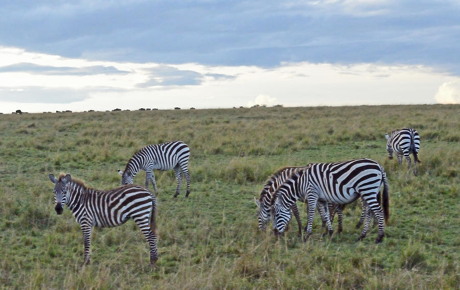 Grazing Zebras Kenya Photograph by Tom Wurl