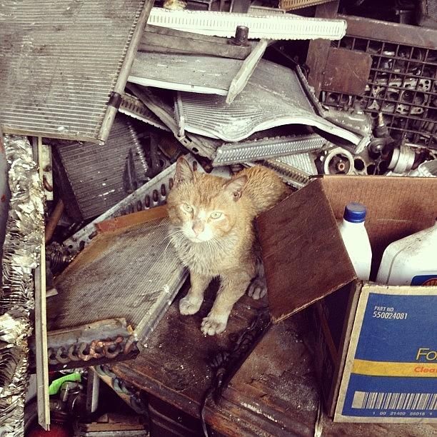 Iger Photograph - greasy Cat The Mechanic by Serge Yeterian