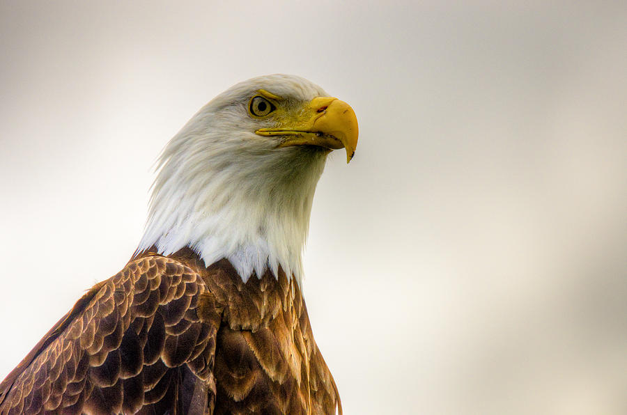 Great American Bald Eagle Homer Alaska Photograph by Natasha Bishop
