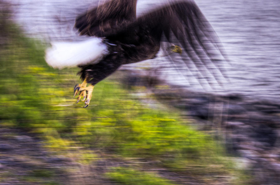 Great American Bald Eagle in Flight Homer Alaska Photograph by Natasha Bishop
