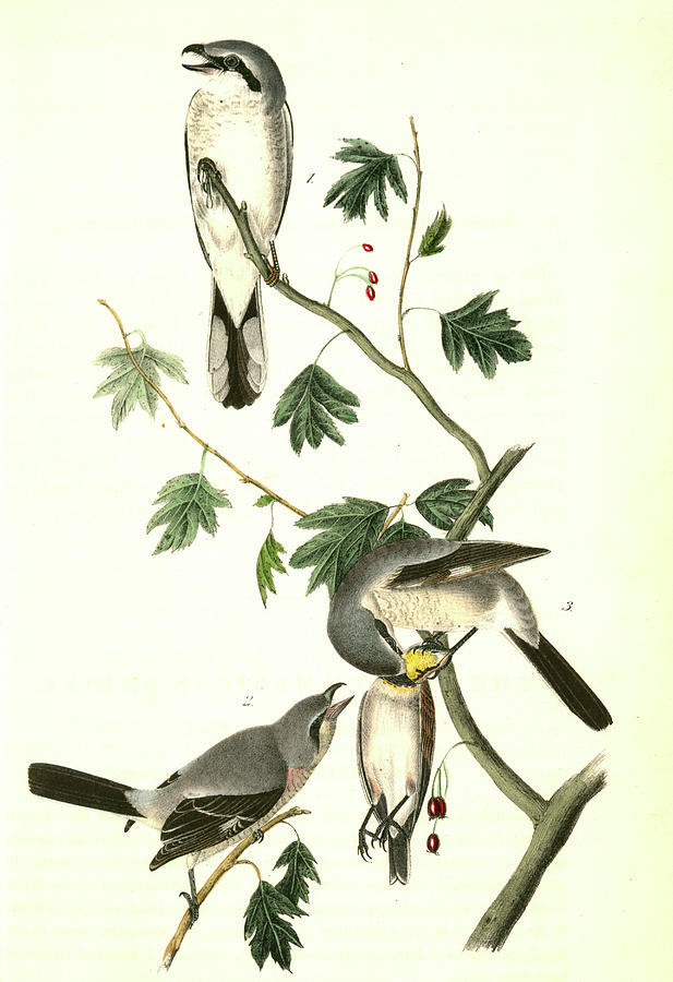 Bird Drawing - Great American Shrike. 1. Male. 2. Female by Artokoloro