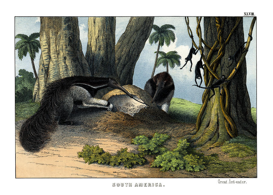 Mammal Drawing - Great Anteater by Splendid Art Prints