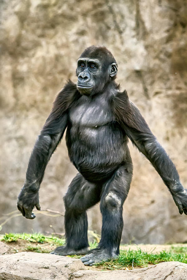 Great Ape Photograph by John Haldane