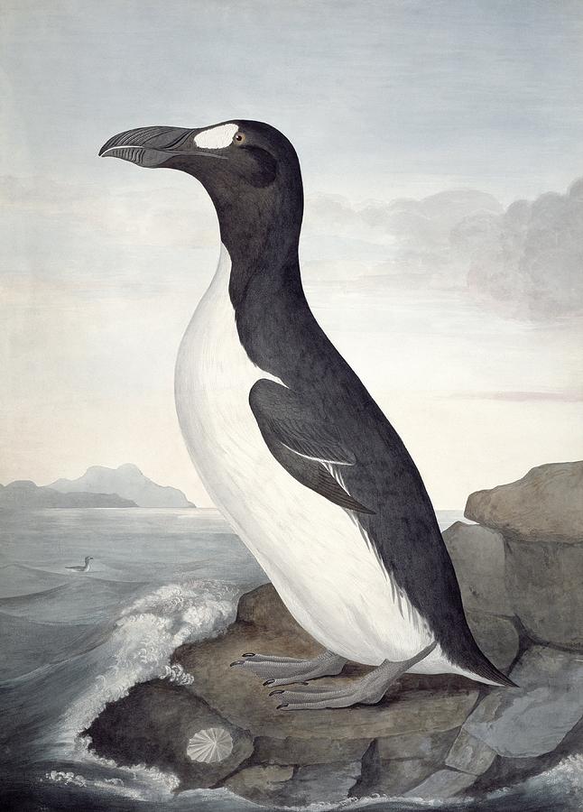 Wildlife Photograph - Great auk, 19th century artwork by Science Photo Library