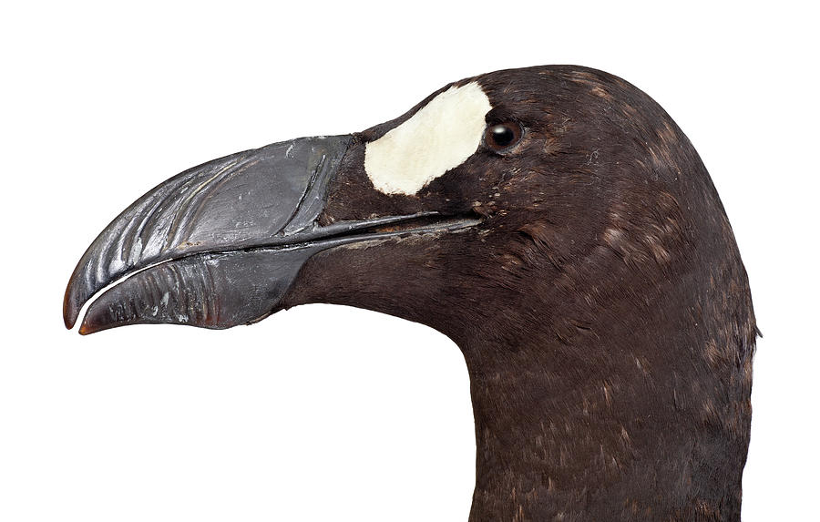 Great Auk Photograph by Natural History Museum, London - Fine Art America