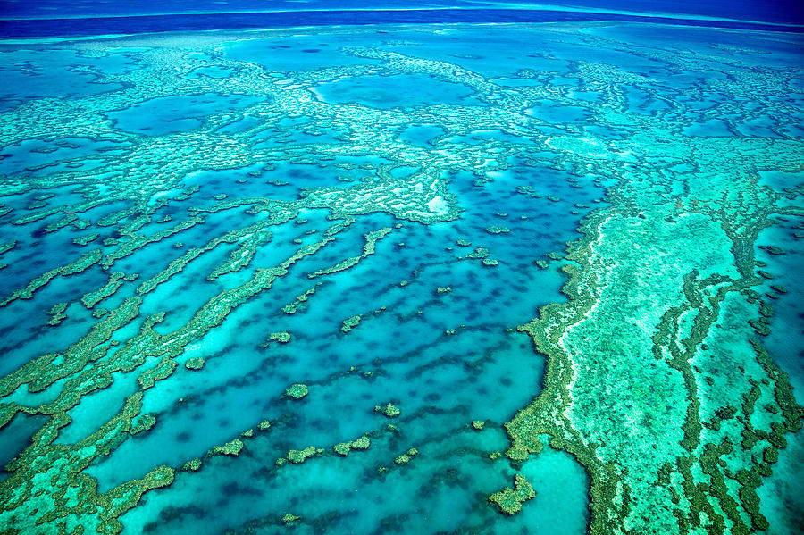 Great Barrier Reef aerial Knuckle Reef Photograph by Tanya Ann Photography