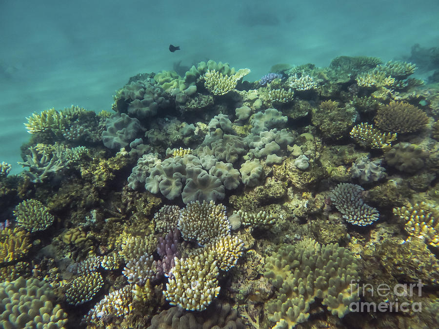 Great Barrier Reef Photograph - Great Barrier Reef Colors by Bob Phillips