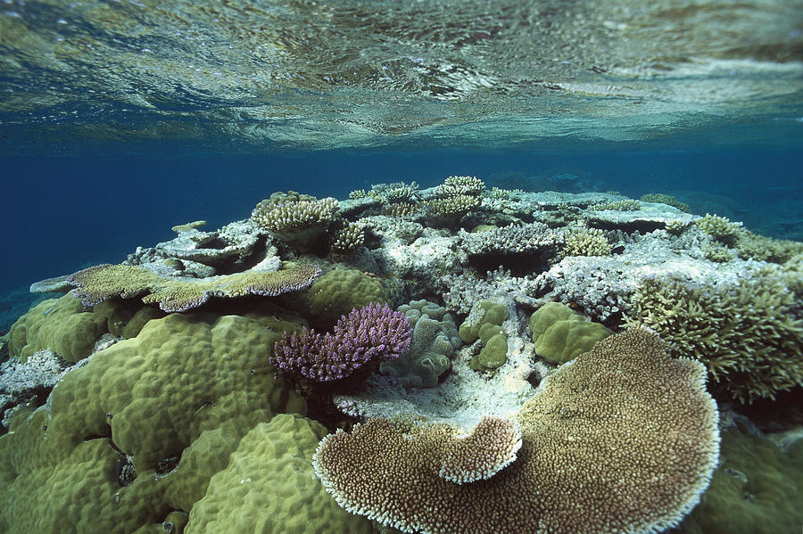 Great Barrier Reef Near Port Douglas Photograph by Flip Nicklin