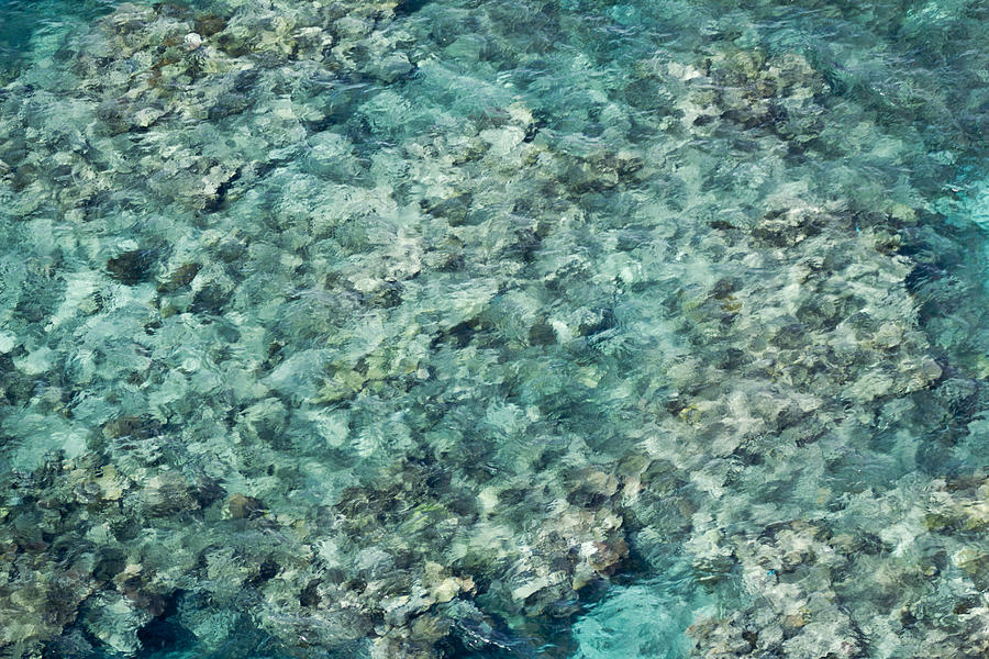 Coral Reef Texture