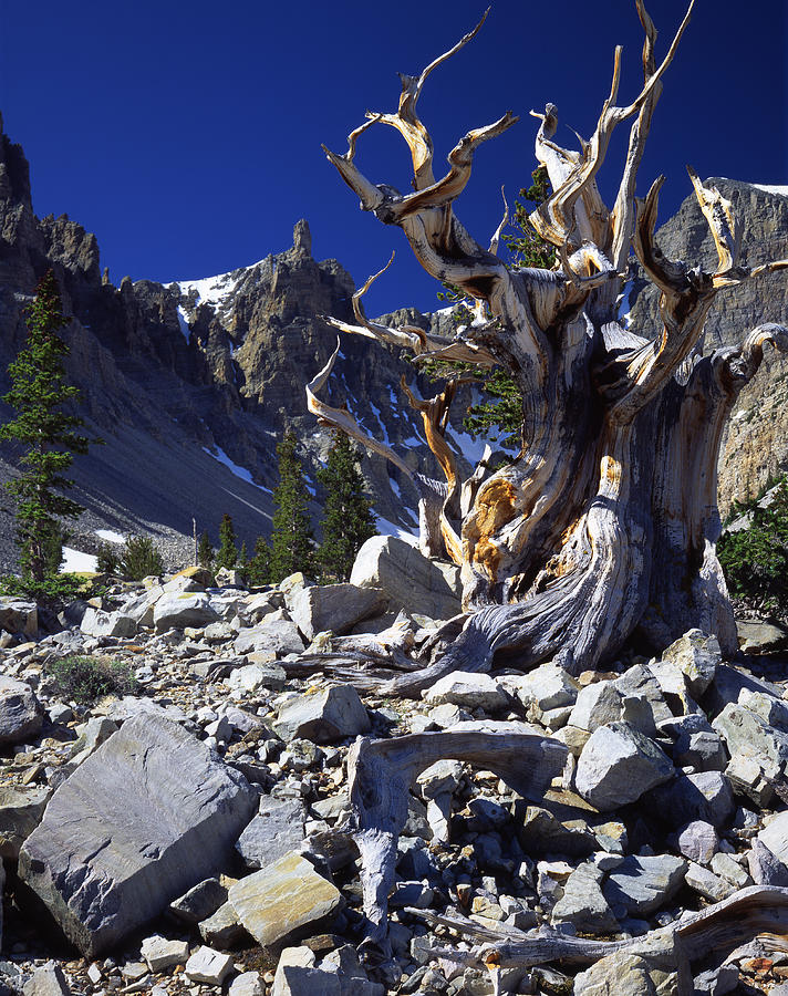 Great Basin Bristlecone Photograph by Ray Mathis