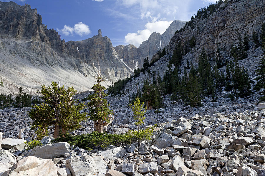 Great Basin National Park Photograph by Rick Pisio