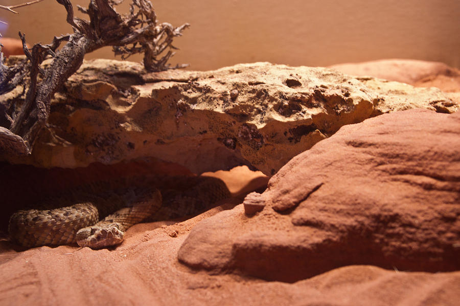 Great Basin Rattlesnake Photograph by Douglas Barnett