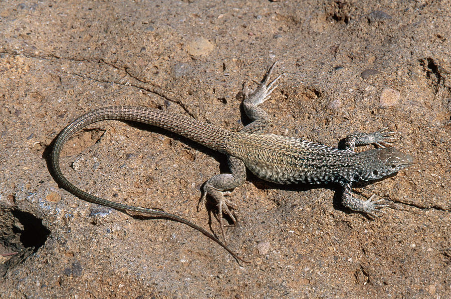 Great Basin Whiptail Lizard Photograph by Karl H. Switak