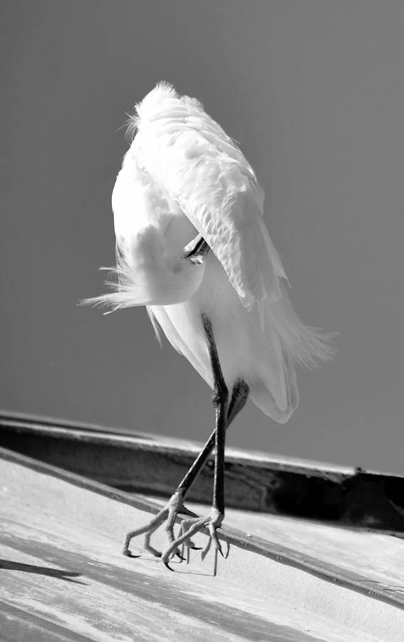 Great Beautiful Egret Photograph by David Lee Thompson