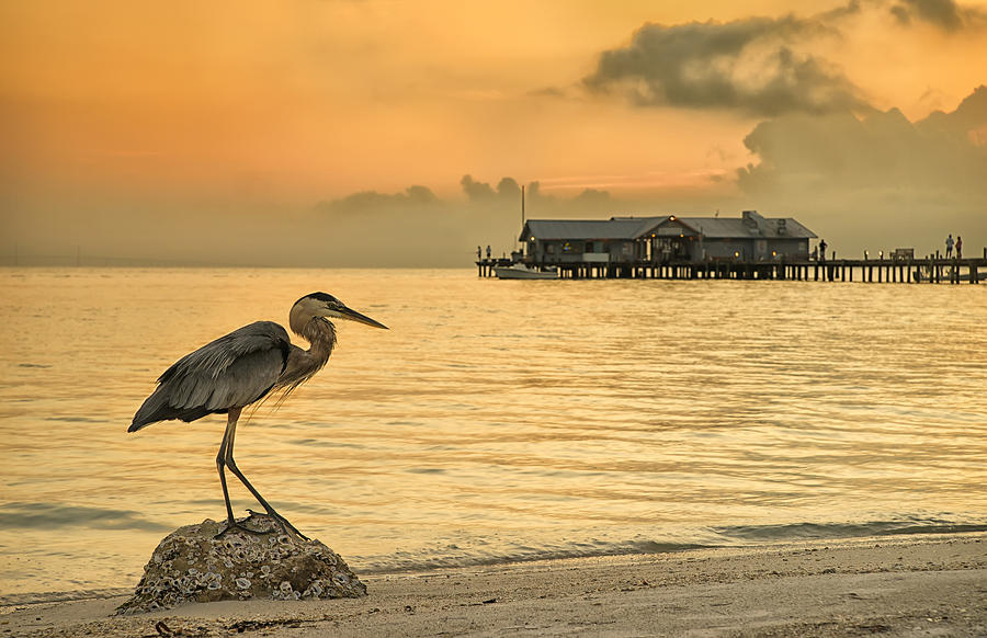 Heron Photograph - Great Beauty by Darylann Leonard Photography