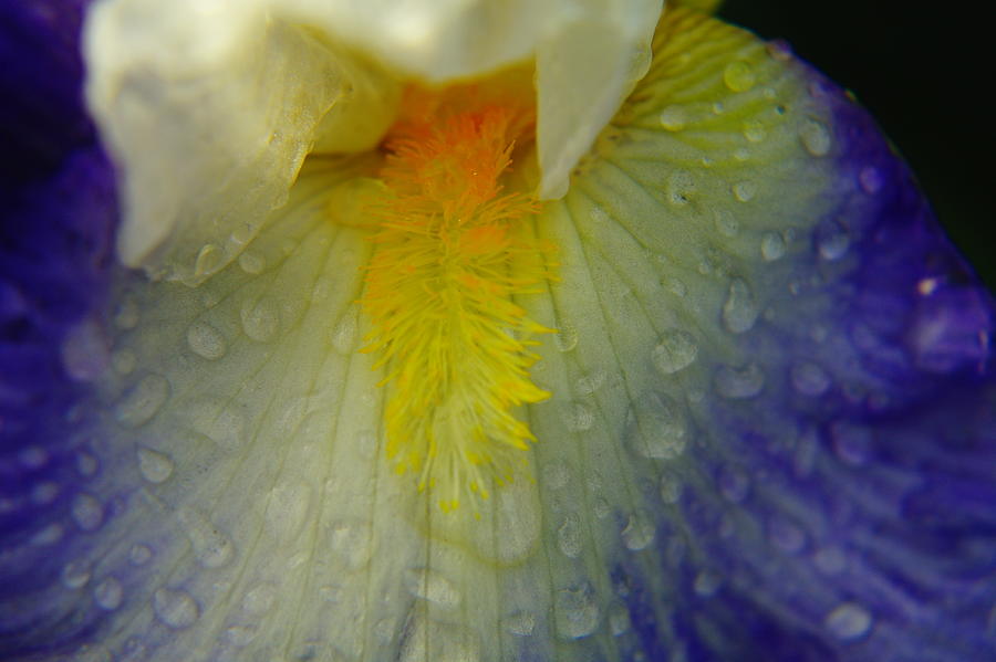 Flower Photograph - Great Beauty In Tiny Places by Jeff Swan