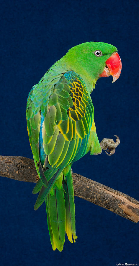Great-billed Parrot 1 Photograph by Avian Resources