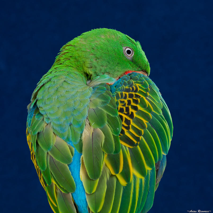 Great-billed Parrot 2 Photograph by Avian Resources