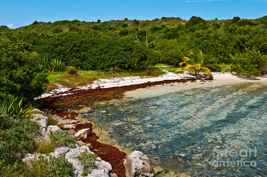 Great Bird Island Beach Photograph by Luis Alvarenga - Fine Art America