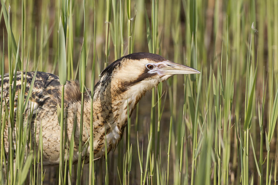 Great Bittern In Reeds Suffolk England Photograph by Dickie Duckett