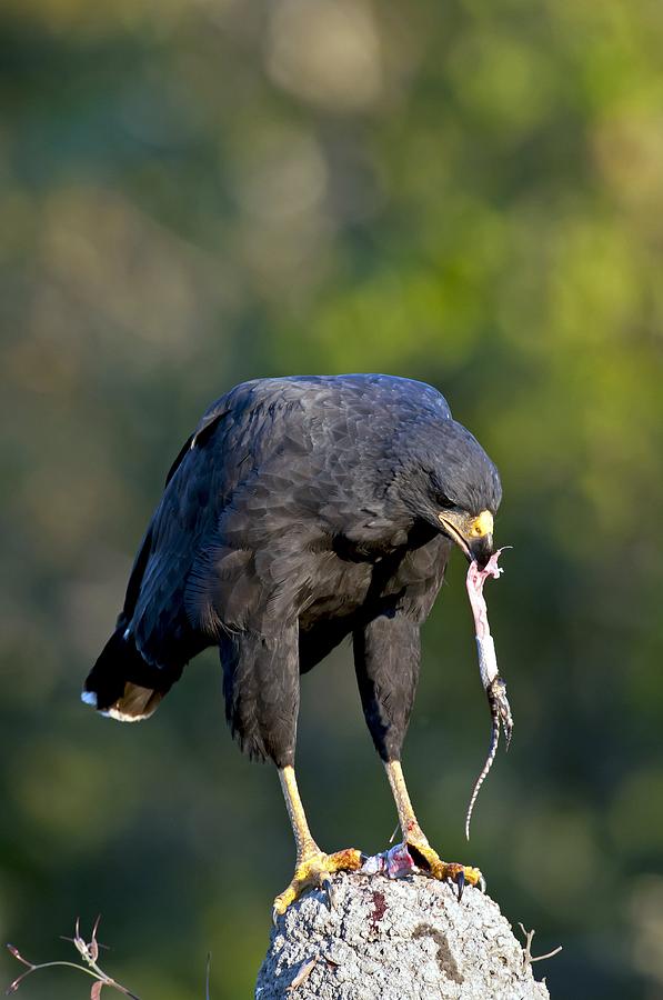 Great black hawk feeding Photograph by Science Photo Library - Fine Art ...