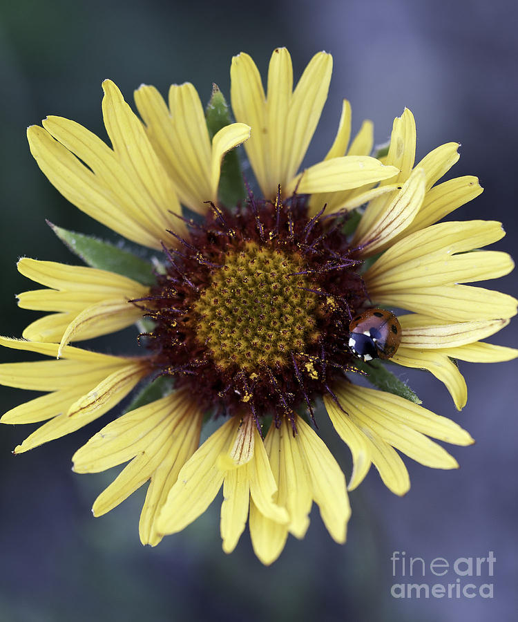 Daisy Photograph - Great Blanket Flower by Christina Parker