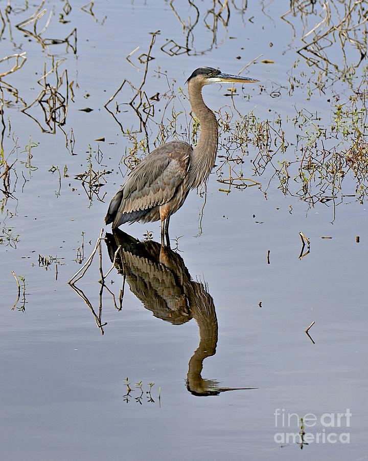 Great Blue and Great Reflection Photograph by Carol  Bradley