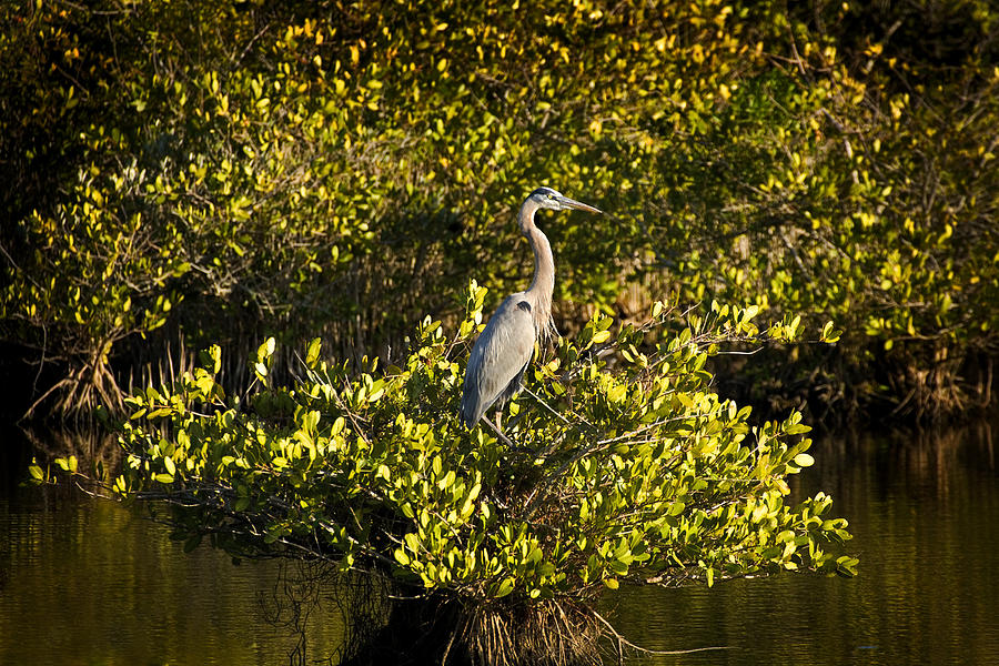 Great Blue and Mangrove Photograph by Rich Franco
