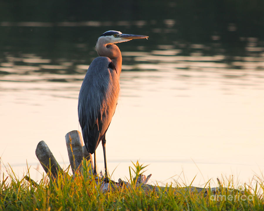 Heron Photograph - Great Blue at sunset by MyWildlifeLife Dot Com