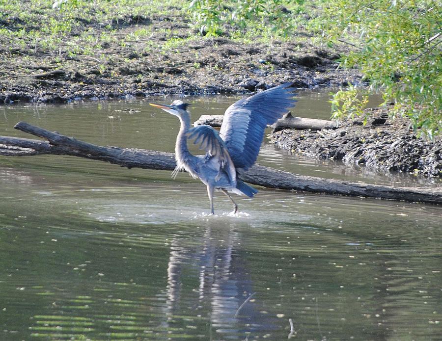 Great Blue Dance Photograph by Jill Baum - Pixels