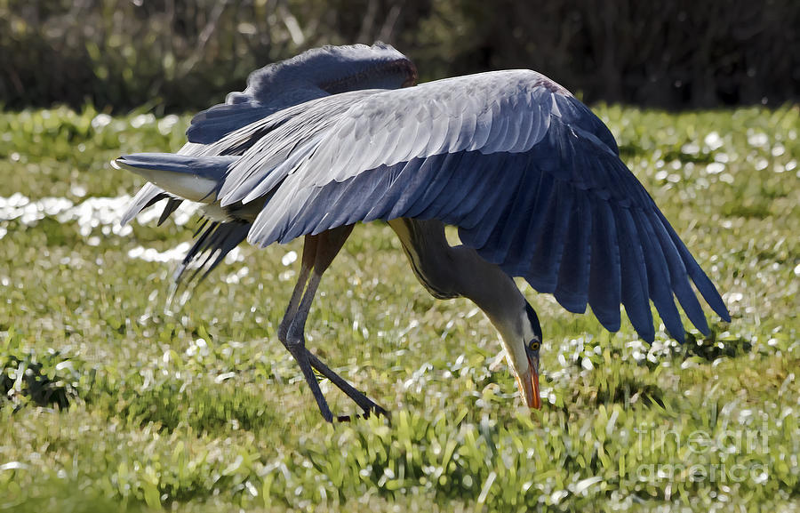 Great Blue Dining Out Photograph