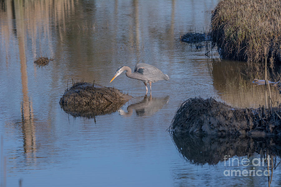 Great Blue Heron #1 Photograph by John Greco