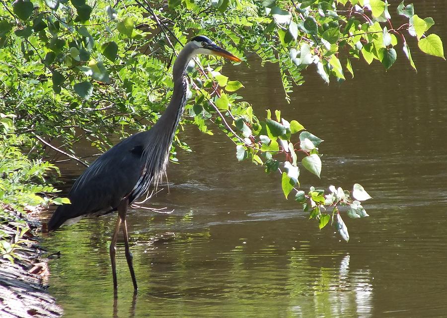 Great Blue Heron Photograph by Christina Shaskus | Fine Art America