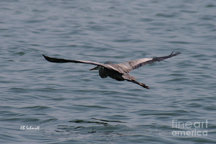Great Blue Heron 01 Photograph by E B Schmidt