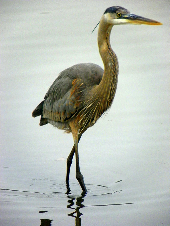 Great Blue Heron 1 Photograph by Sheri McLeroy