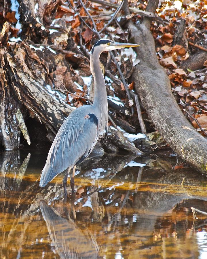 Great Blue Heron 1131 Photograph by Michael Peychich