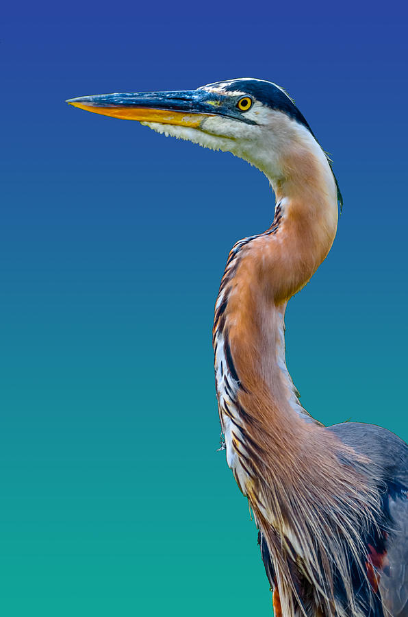 Bird Photograph - Great Blue Heron 2 by Brian Stevens